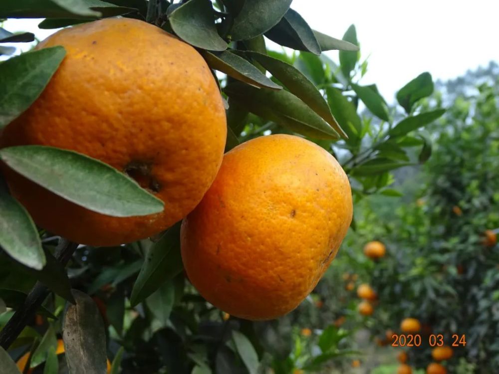 天宫山的橘子红了甜了