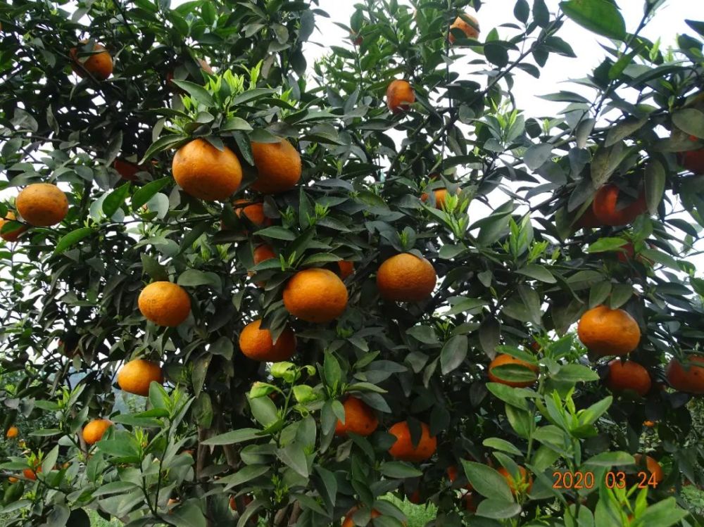 天宫山的橘子红了甜了