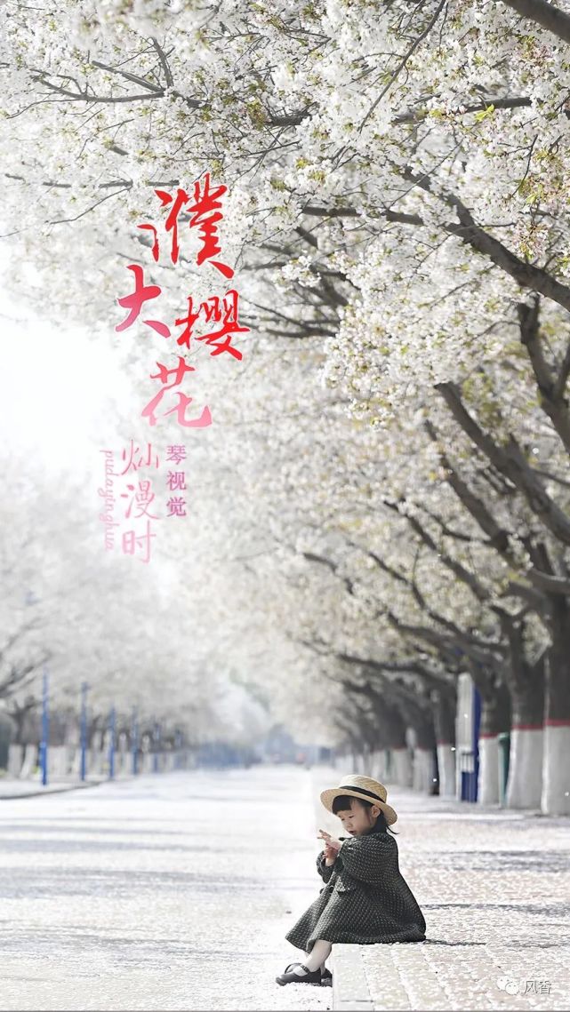 琴视觉 | 濮大樱花开了