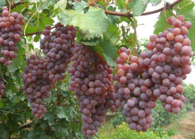 葡萄粒稀疏 大小粒严重 坐果不好 主要哪些原因造成的 果实 葡萄 花序 有机肥 花粉 微量元素