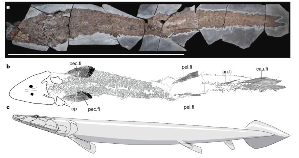 这条长有手指的鱼就是我们的共同祖先