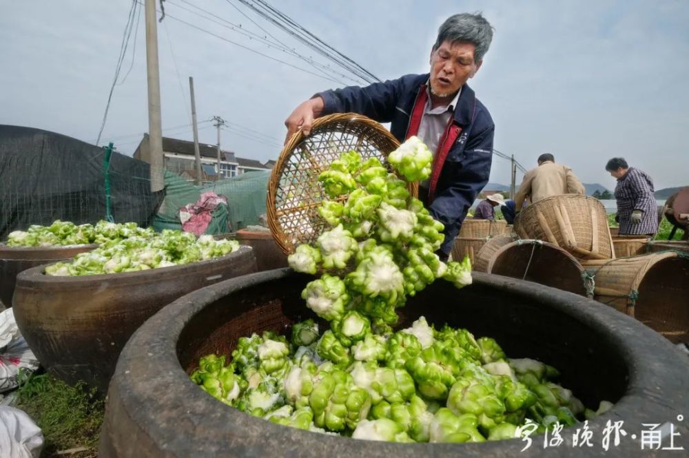 清洗過後的榨菜倒入瓦缸