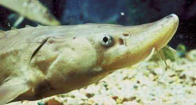 鱼用鱼鳃呼吸 那鱼的鼻孔有什么用处呢 鱼鳃 鱼类 地球 于海洋
