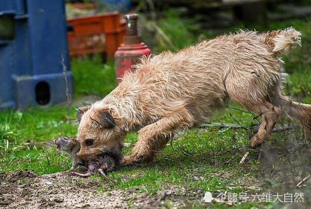 狗拿耗子多管閒事?英有一種梗犬是專門捕鼠,8犬獵殺700多鼠