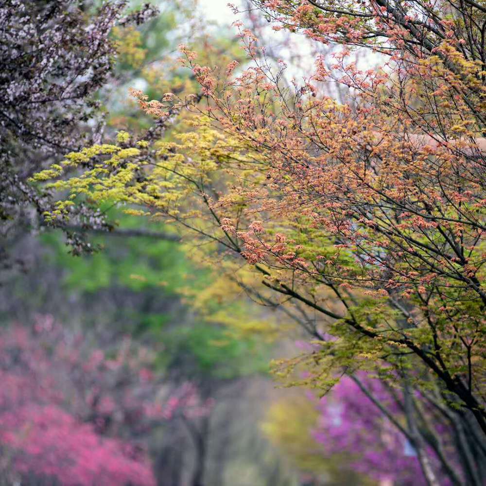 洛陽隋唐城遺址植物園,處處洋溢著春色美景