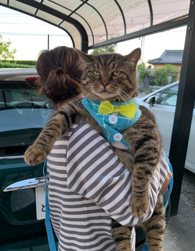 一不小心养成了巨猫 狸花猫身长超过缅因猫 好像巨无霸海参 狸花猫 猫咪 海参 缅因猫