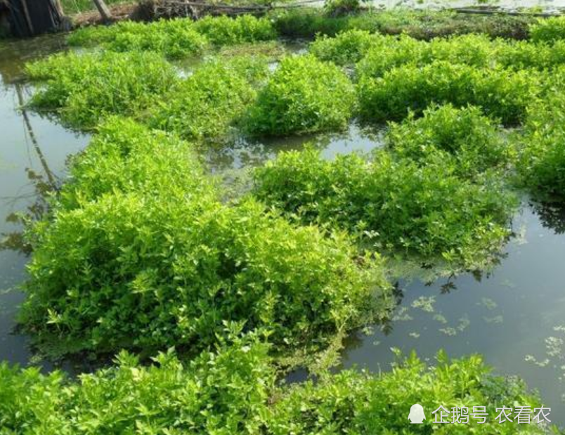 水里一野草 过去常摘去喂猪 如今成高档野菜 四季可采 腾讯新闻