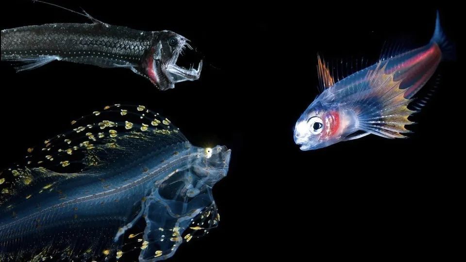 各种形态独特的鱼,但是它们有一个共同的特点,就是它们都能够发光