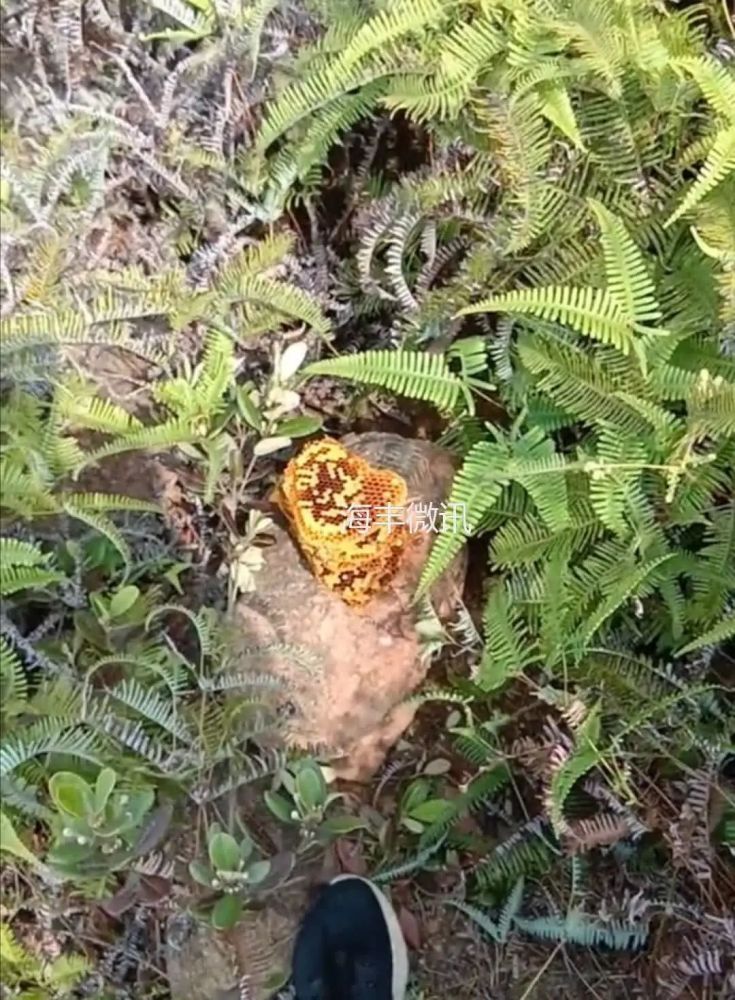 海丰莲花山扫墓时在"金瓮"堀中发现这东西