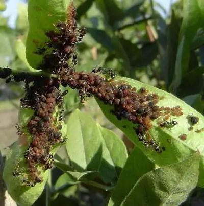 植保马铃薯晚疫病化学防控现状与展望今年蚜虫爆发条件充足会变形的