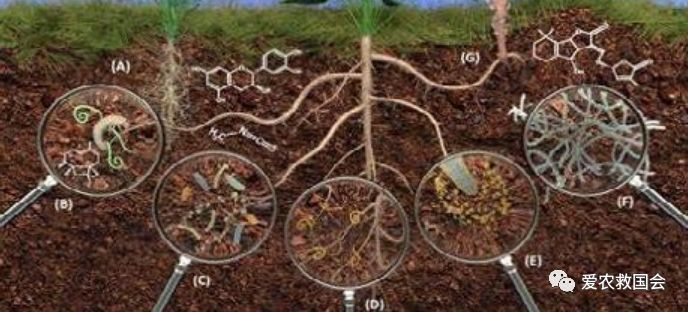 在森林生态系统中,对于土壤微生物群落水平空间分布的研究主要集中在