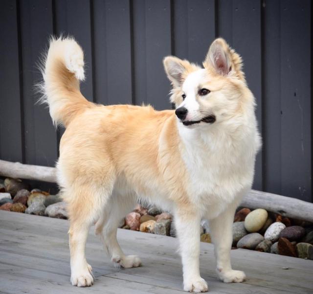 和蔼可亲,深情温顺,但冰岛牧羊犬成熟较晚,得到冰岛牧羊犬又称冰岛犬