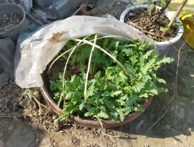 才偷偷种了一些听说罂粟可以止痛郭某某称自己双肾经常疼痛民警当场