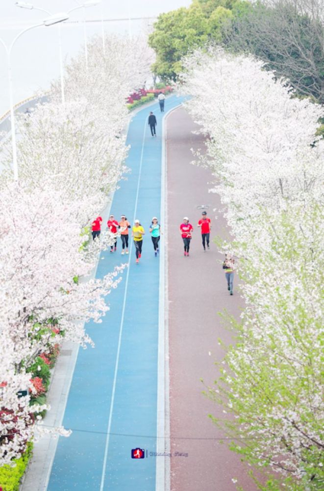 开了,滨江最美跑道的樱花全开了!站在四桥往下看的瞬间,呆了