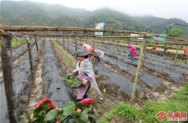 24日,在连城县罗坊乡邱赖村激励性项目蔬菜种植基地,农民正在抢种丝瓜