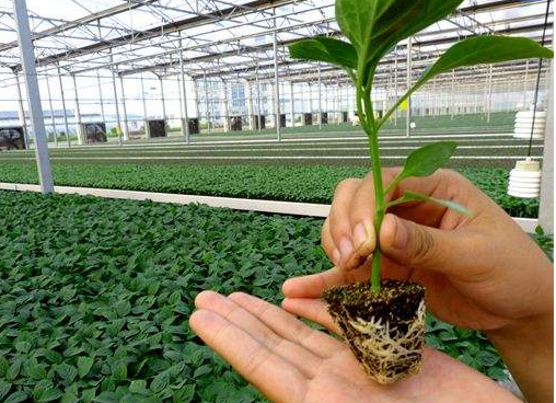 辣椒苗啥时候移栽好?辣椒定植为何要选择晴天呢?看完心里有底了