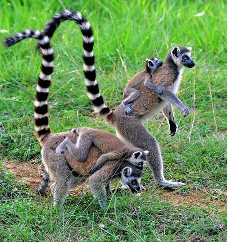 英国动物园诞下环尾狐猴双胞胎幼崽,小猴出生就有毛,只有网球大