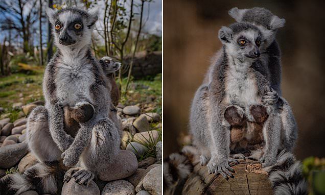 英国动物园诞下环尾狐猴双胞胎幼崽,小猴出生就有毛,只有网球大