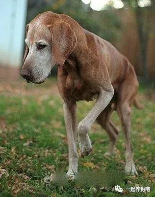 幼犬严重缺钙的情况,可能还会发展成关节变形,x型腿,o型腿,肋骨外翻等