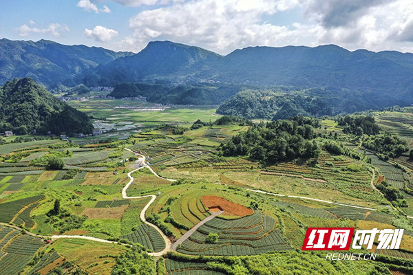 龙山县洗洛乡欧溪村百合基地.