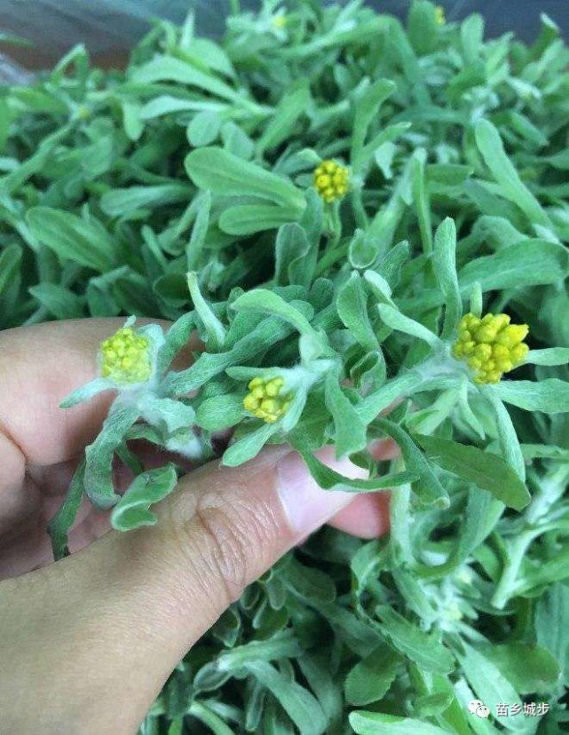 舂成泥浆糊,再掺入糯米粉,适量加些沙糖和水,反反复复用棒槌捣成泥状