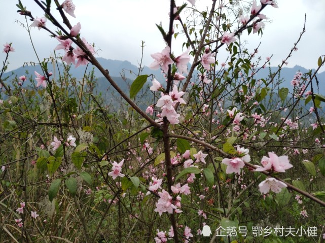 一年之计在于春 三月桃花开 桃花