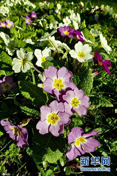 英国牛津郡报春花盛开
