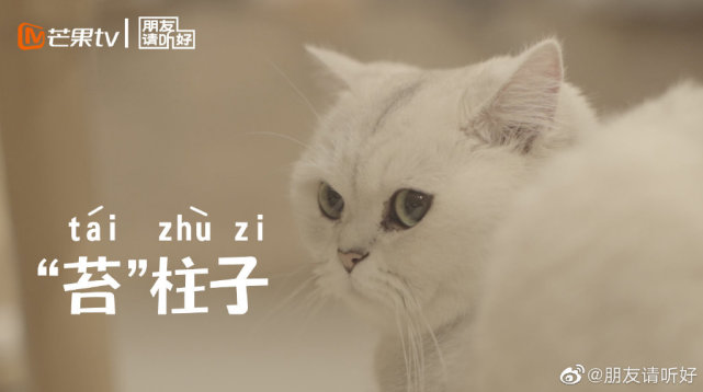朋友请听好:有谁也和我一样,被这两只猫吸引的