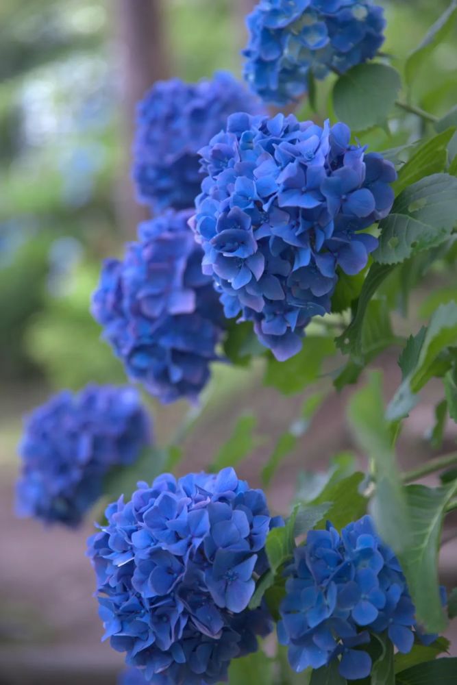 花园三宝 绣球 初夏花海c位女主角 花友的心头宝 一篇全种草 腾讯新闻