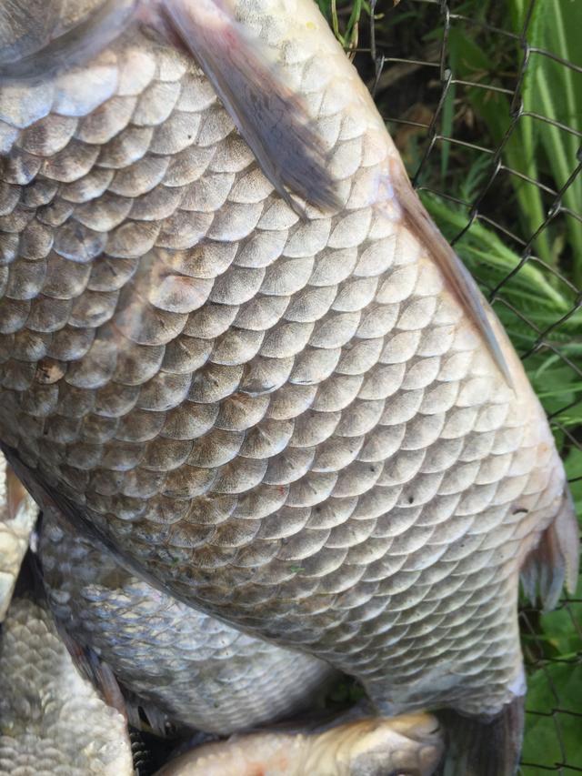 肥硕的鲫鱼老董举起竿子摇轮,一股巨大的拉力传来,把他带出两步,鱼铃