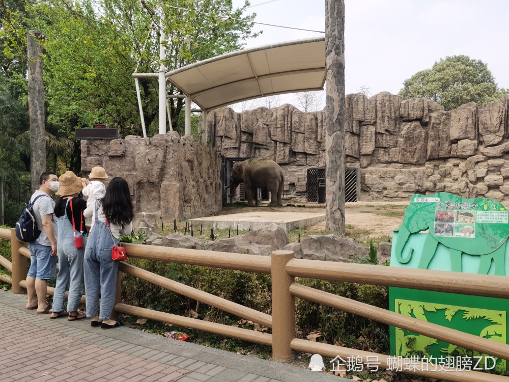 成都動物園今天正式恢復對外開放遊客自覺保持間隔遊覽秩序井然