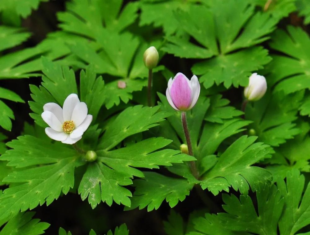 schmidt鹅掌草(花特写)鹅 掌 草细果秤锤树(枝干)9.