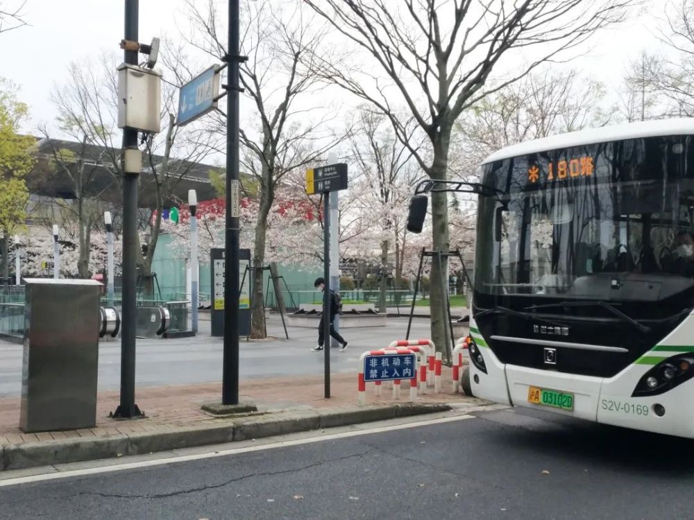 963路沪太公路顾北路站樱花盛开,美