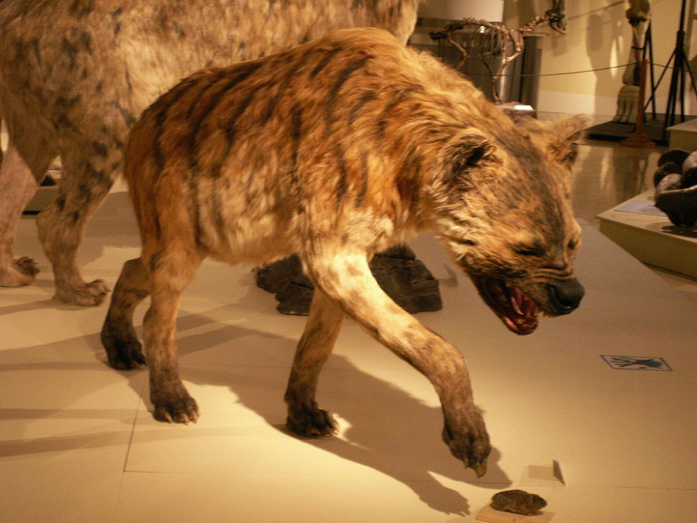 鬣狗的祖先图片