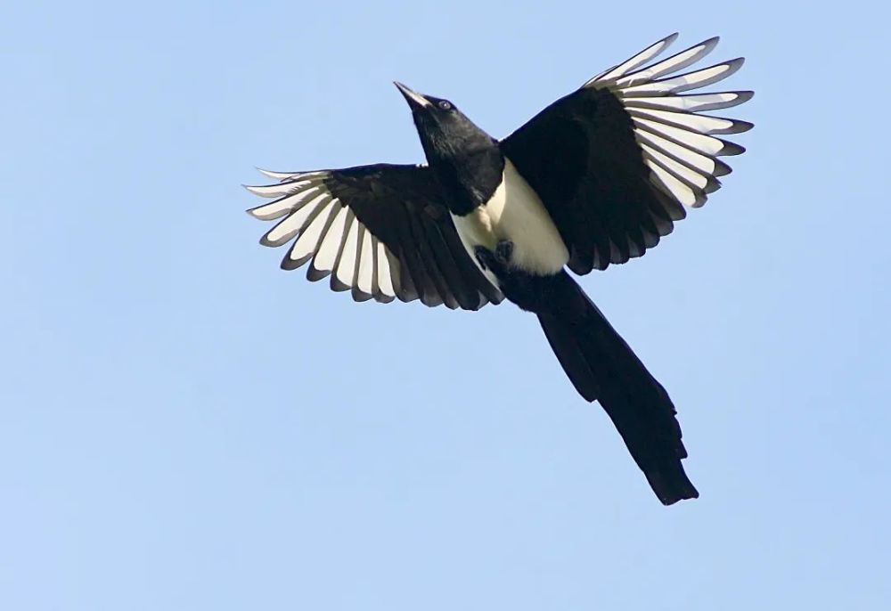 可在空中飞翔三日而不坠用竹子制造出了"木鹊"鲁班