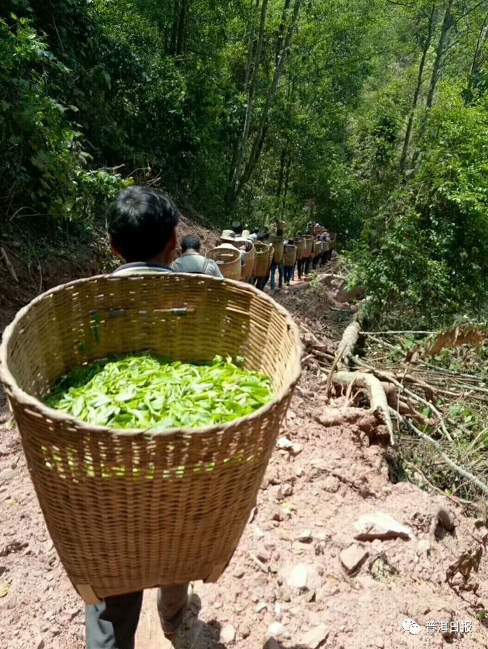 香墨江凤凰窝春茶开采