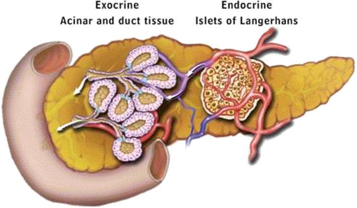 伊美欣解决酶问题