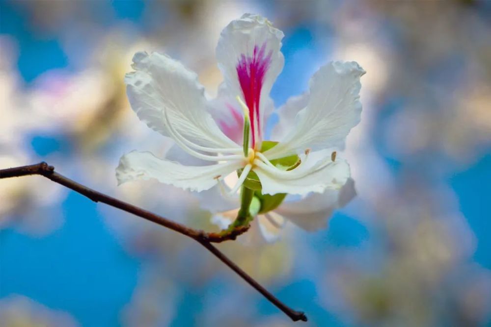 航拍视频高清大图带你看绝美宁洱德化老白花