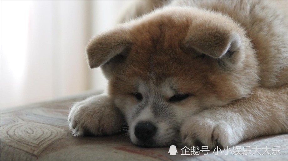 最受日本人喜爱的狗子 秋田犬神秘的魅力 腾讯新闻