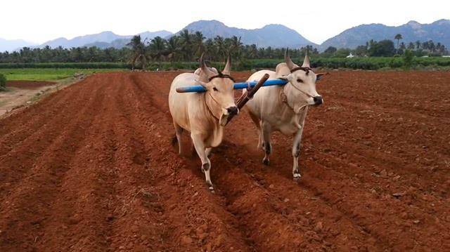 人注目,就像牛魔王一般,拥有一双坚硬的大长角,该品种的牛又叫桑格牛