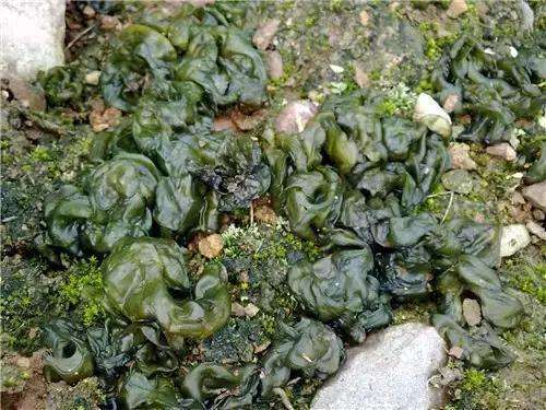 人称雷公菌打雷下雨时才生长一斤卖60元遇到要珍惜