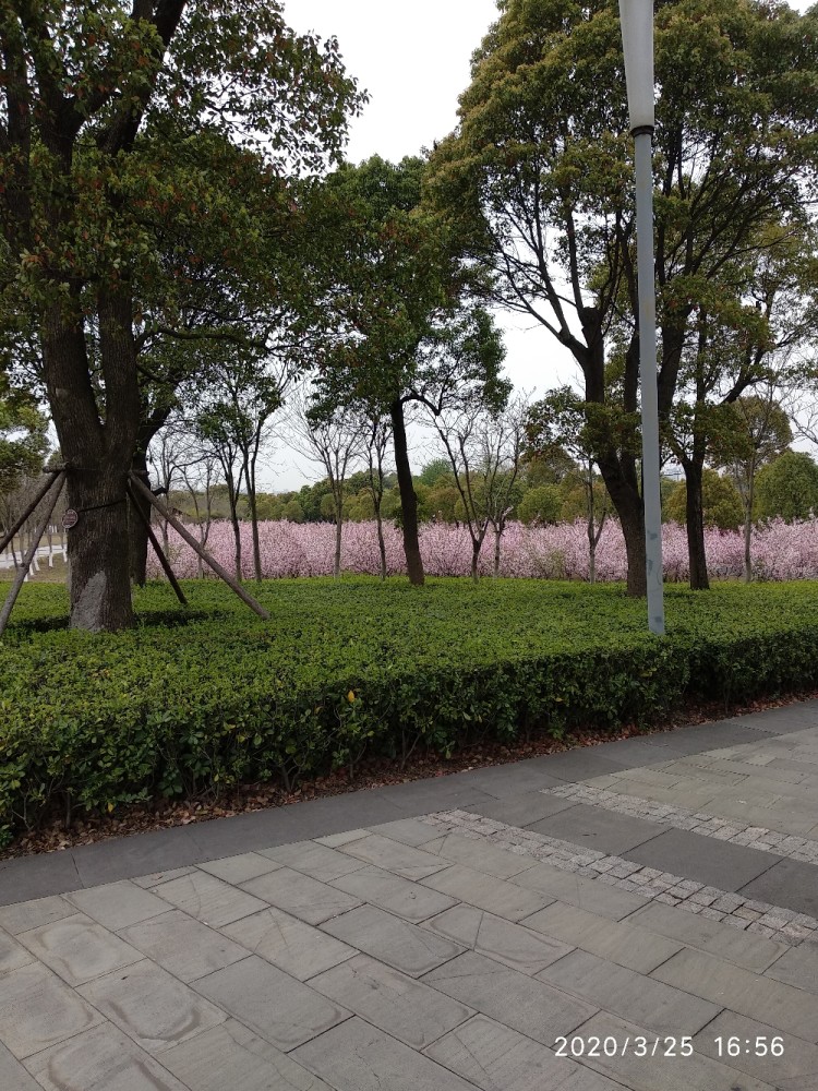 梅去櫻來,靖江牧城公園裡春意盎然