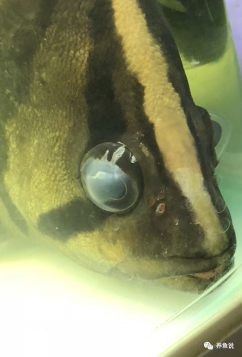 金鱼眼睛长白膜图片