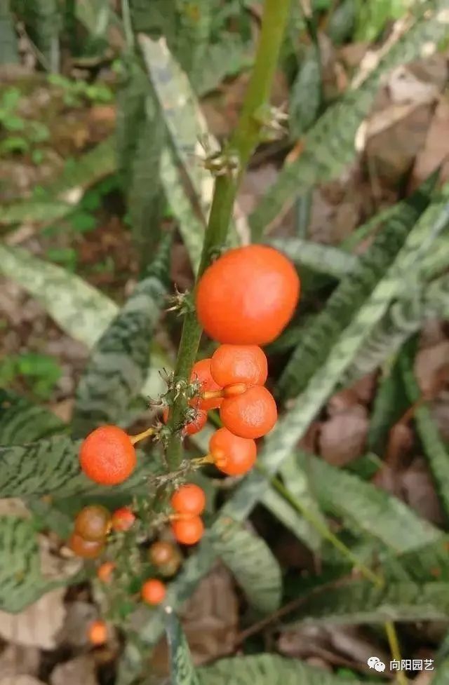 有一位张阿姨,她就很喜欢养花,家里的阳台上都摆放满了,长寿花居多,张