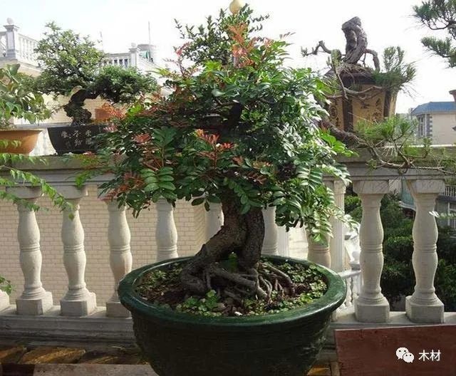 种清香木需要什么花盆?盆栽清香木怎么