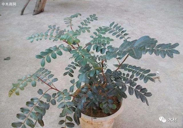 种清香木需要什么花盆?盆栽清香木怎么