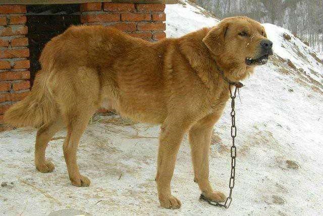 真正的东北猎犬数量纯种仅百条已濒临灭绝