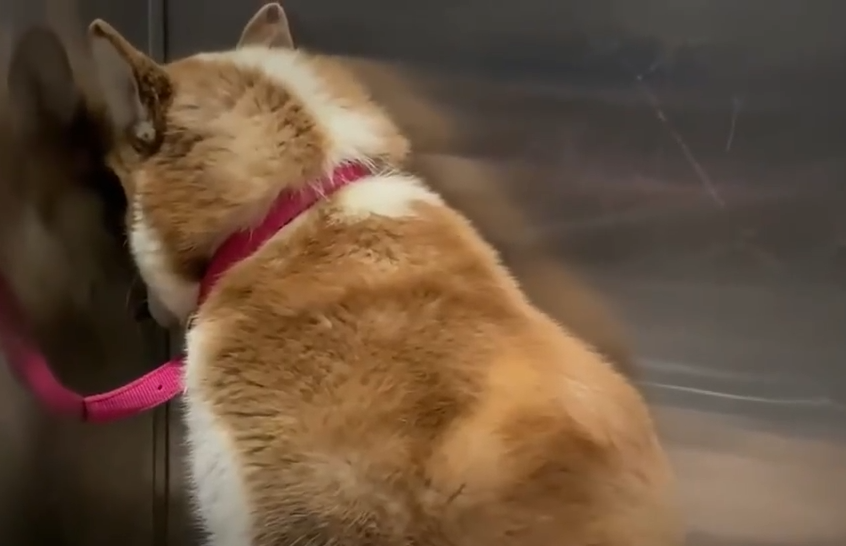 一路上工作人员发现,莱拉克总是把头埋进角落里,缩成一团.