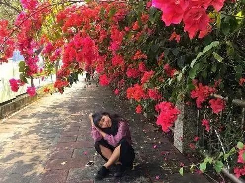 台湾 九重葛 绝美秘境 六个赏花景点ins美照都在这拍 腾讯新闻