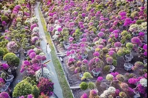 台湾 九重葛 绝美秘境 六个赏花景点ins美照都在这拍 腾讯新闻